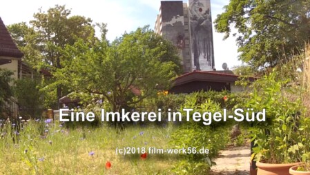 Video Kleine Imkerei in Tegel
