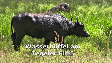 Wasserbueffel