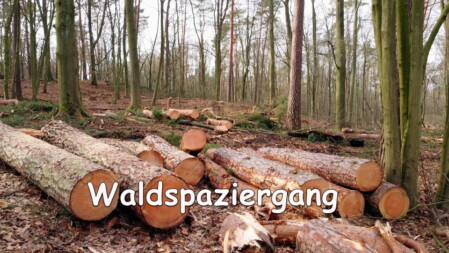 Video Waldspaziergang Januar 2022